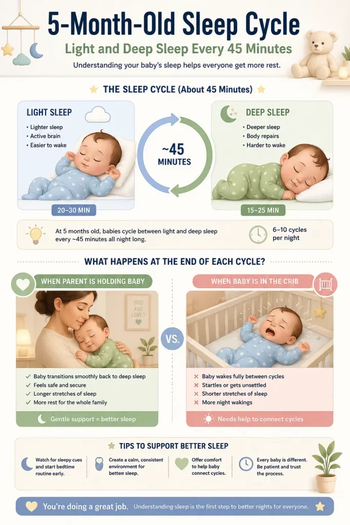 5 month old won't sleep unless held because of sleep cycles