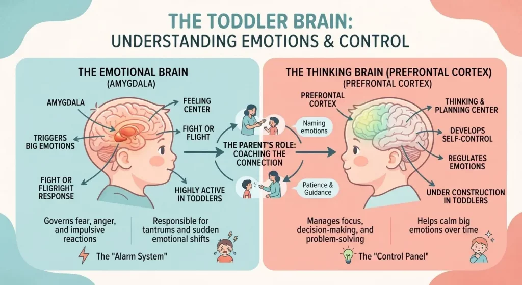 Toddler behavior guide explaining toddler brain development and emotional regulation